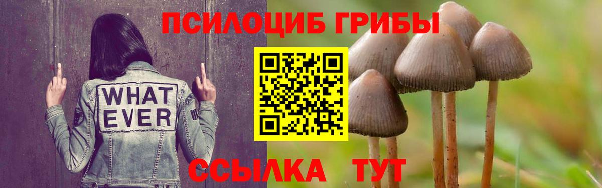 Псилоцибиновые грибы Psilocybine cubensis Советск